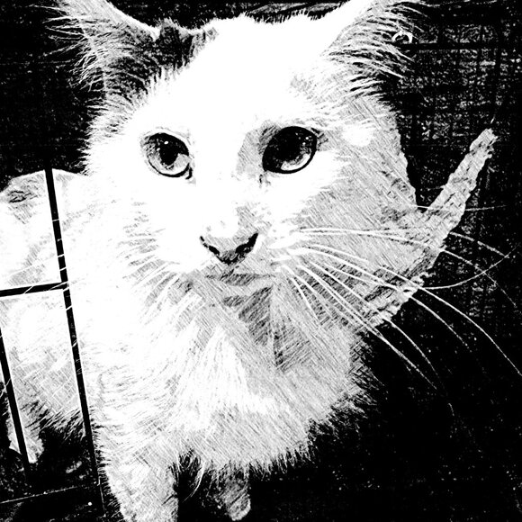 Meet your Posher, Caeli - Picture 12 of 16